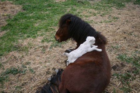 Titou, sera le chef des livraisons de petit déjeuner le matin, directement à votre gîte 